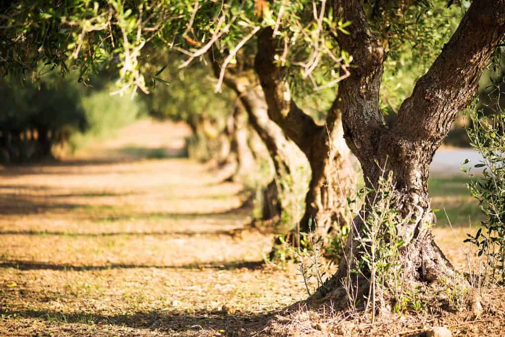 Curiosity & Insights - 5 things to know about olive's harvest and