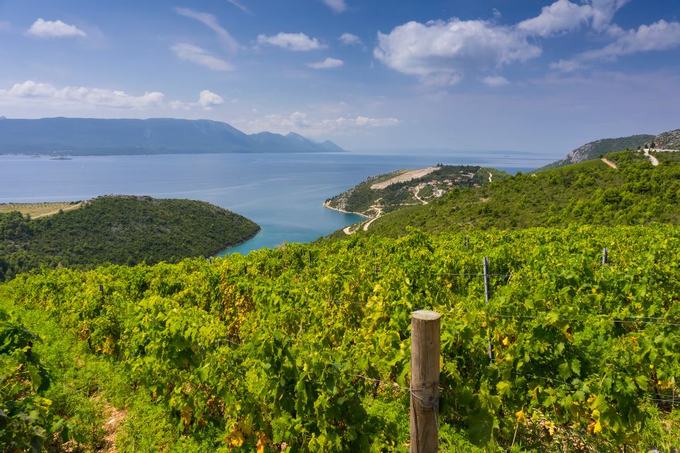 The Best Dalmatian Wine Dalmatia vineyard view