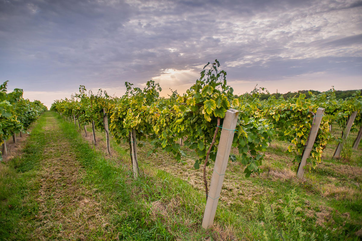 slavonia-wine-region-Enosophia-Slavonia-vineyards