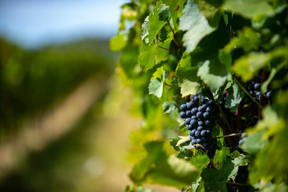 slavonia-wine-region-frankovka