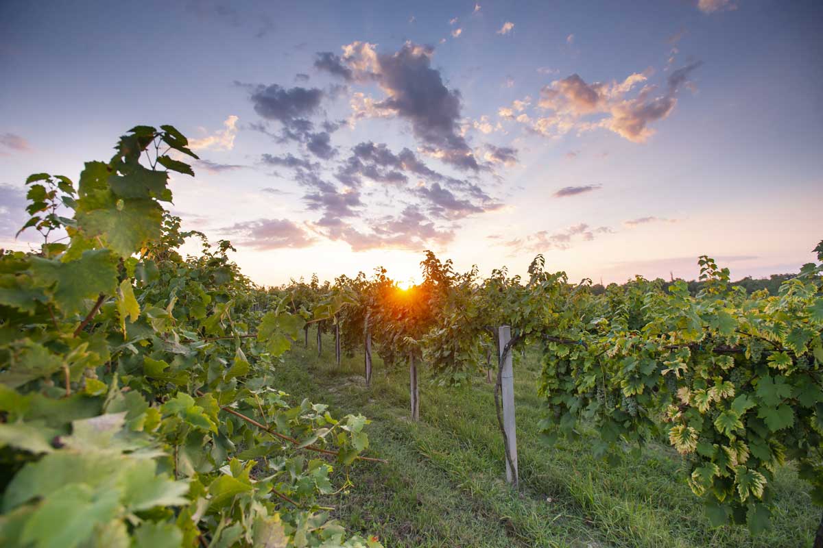 slavonia-wine-region-vineyard-sunset