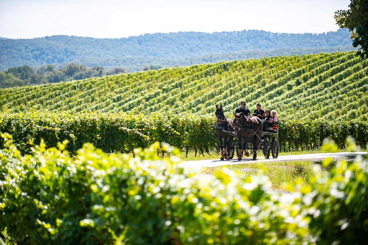 slavonia-wine-region_Slavonia-vineyard-Enosophia